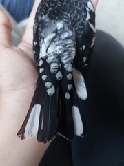 Pheucticus ludovicianus