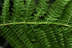 Dennstaedtia appendiculata