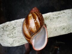 Megalobulimus