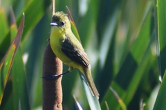 Pseudocolopteryx acutipennis