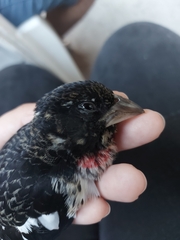 Pheucticus ludovicianus