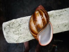 Megalobulimus