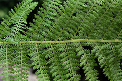 Dennstaedtia appendiculata