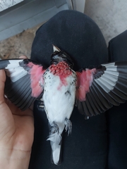 Pheucticus ludovicianus