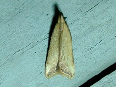 Dichomeris heriguronis