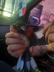 Pheucticus ludovicianus