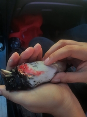 Pheucticus ludovicianus