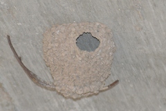 Petrochelidon pyrrhonota