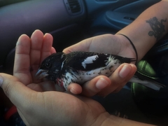 Pheucticus ludovicianus