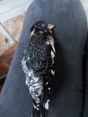 Pheucticus ludovicianus