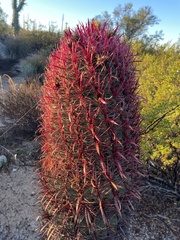 Ferocactus gracilis gracilis