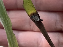 Micrathena saccata