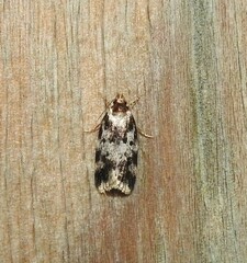 Barea confusella