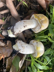 Agaricus xanthodermus