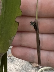 Micrathena saccata