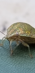 Diolcus irroratus