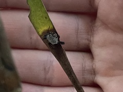 Micrathena saccata