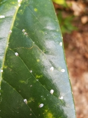 Diaspidiotus ostreaeformis