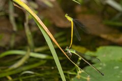 Ceriagrion fallax