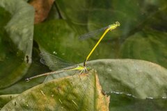Ceriagrion fallax