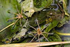 Dolomedes horishanus