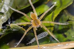 Dolomedes horishanus