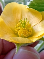 Abutilon