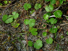 Hydrocotyle microphylla