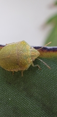 Diolcus irroratus