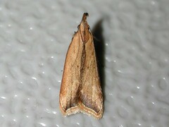 Dichomeris heriguronis