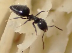 Technomyrmex albipes