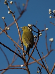 Leiothlypis celata lutescens