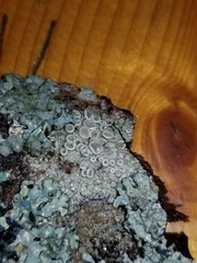 Lecanora subpallens