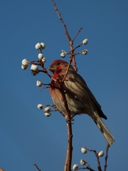 Haemorhous mexicanus