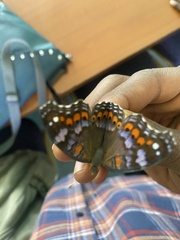 Precis octavia octavia