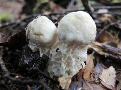Austroboletus niveus