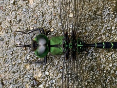 Gynacantha