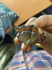 Precis octavia octavia