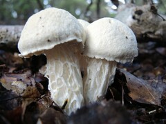 Austroboletus niveus