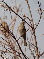Haemorhous mexicanus