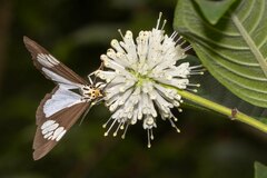 Nyctemera lacticinia