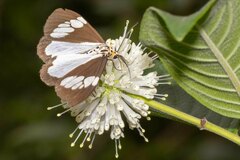 Nyctemera lacticinia