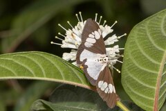 Nyctemera lacticinia