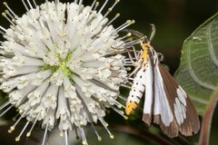 Nyctemera lacticinia