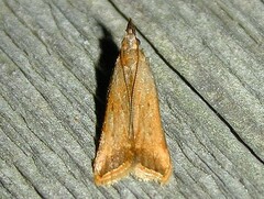 Dichomeris heriguronis
