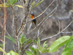 Selasphorus scintilla