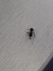 Polyrhachis femorata