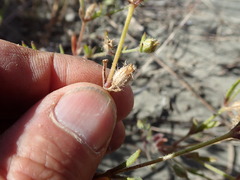 Silene gallica