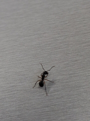 Polyrhachis femorata
