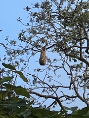 Psarocolius decumanus